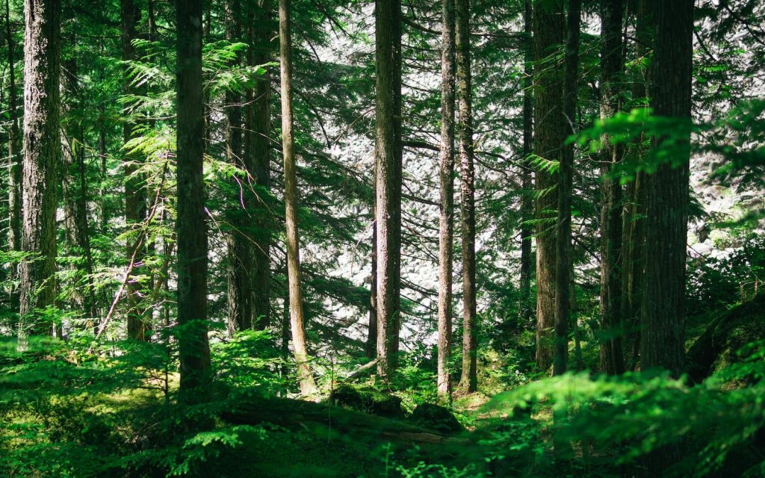 Äga skog: Tips för dig som ny eller framtida skogsägare